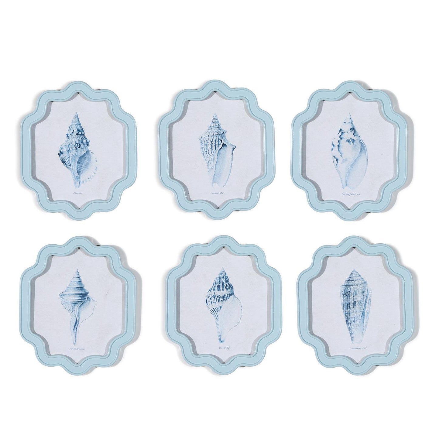 Shell Wall Art
