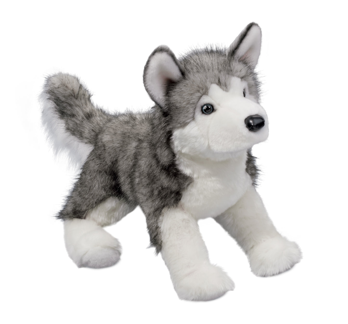 Lobo Husky, Large